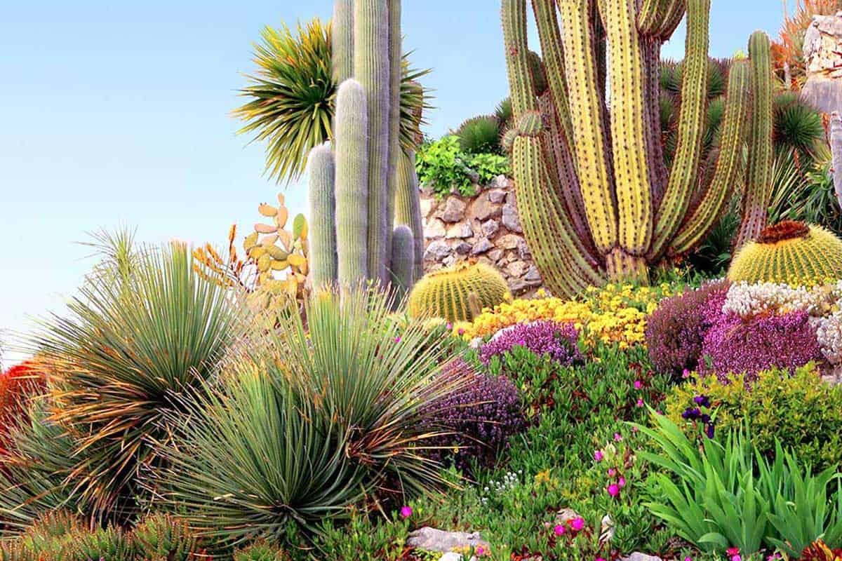 Tips for landscaping a cactus garden